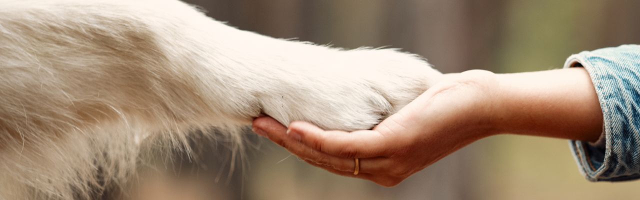 The Easy Way To Teach Your Dog To Wipe Its Paws on the Mat