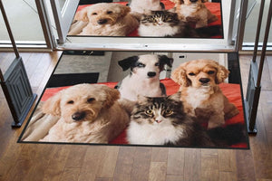 Dog and Cat