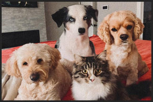 Dog and Cat