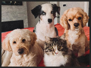 Dog and Cat