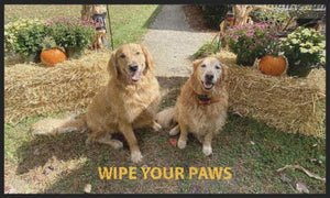 dogs