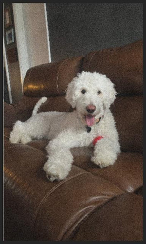 dog
