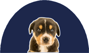 puppy