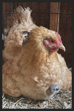 Hen and chicks