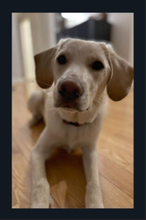 BOH