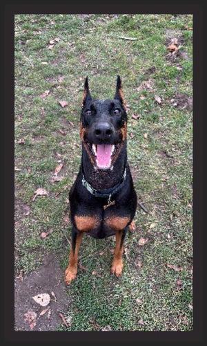 DOG