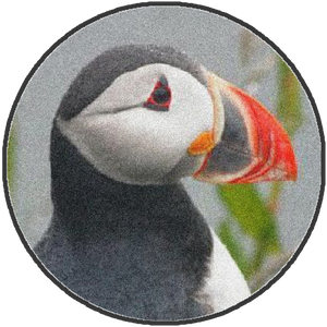 AQUA CAPTURE POINT PUFFIN