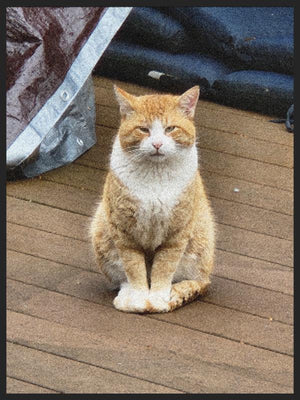 THIS IS MY PORCH NOW